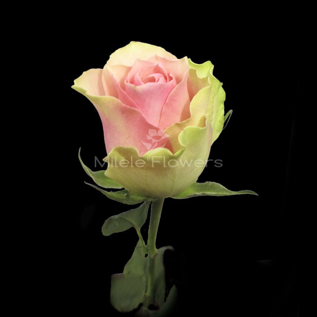 Кенийская роза Belle rose