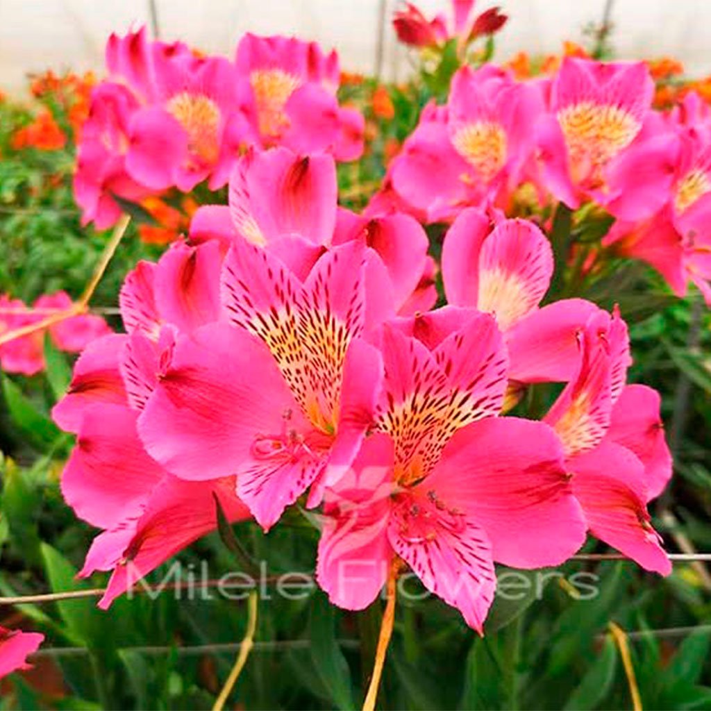 Alstromeriya Pink Creation Batian