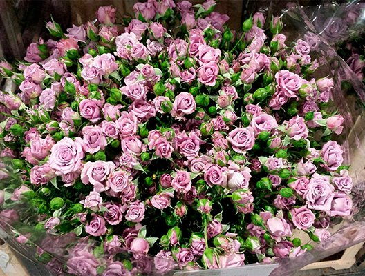 Производители кустовых роз во всем мире объединяются в The World of Sprayroses
